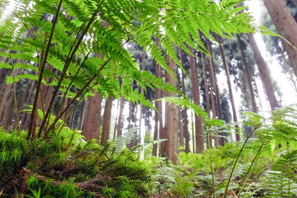 如何利用生物進行環(huán)境監(jiān)測？